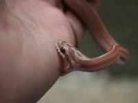 Female lavmot-6-1.jpg