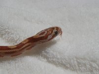 2009-1-22 red.jpg