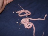 blood reds 013 (Small).jpg