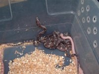 blood reds 016 (Small).jpg