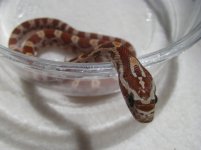 2009-1-14 red.jpg