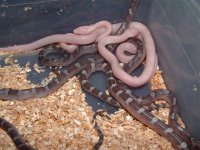 blood reds 024 (Small).jpg