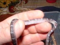 blood reds 017 (Small).jpg