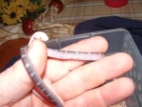 blood reds 018 (Small).jpg