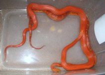 fire striped x het hypo anery blood striped.jpg