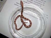 2009-1-5 red (7).jpg