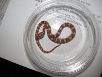 2009-1-5 red (6).jpg