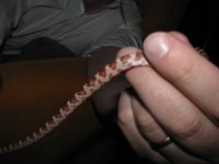 2009-1-5 red (5).jpg