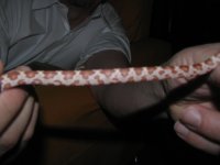 2009-1-5 red (4).jpg