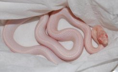 Forum Opal Stripe Male 001.jpg