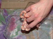 Forum Ophelia 022.jpg