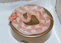 Forum Ophelia 035.jpg