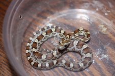 IMG_2584 Caramel (Het Amber-Motley) 0 .JPG