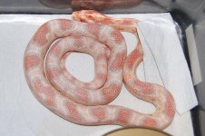 Forum Ophelia 041.jpg