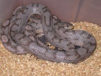 Dilute Anery Motley.jpg