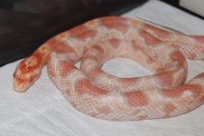 Forum Ophelia 042.jpg