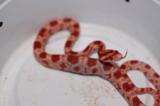 IMG_2607 Amel (Het Hypo-Stripe)(Poss Opal) 1 (2) .JPG