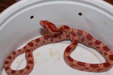 IMG_2607 Amel (Het Hypo-Stripe)(Poss Opal) 1 (3) .JPG