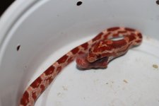 IMG_2607 Amel (Het Hypo-Stripe)(Poss Opal) 1 .JPG