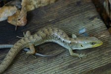 GuessTheHerp.jpg