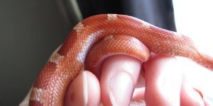 cornsnakes-204.jpg