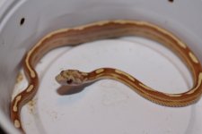 IMG_2611 Amel Motley (Het Butter) 4 .JPG