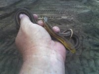 small yellow 5.jpg