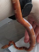 cornsnakes-207.jpg