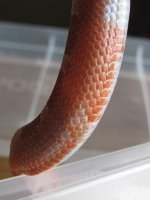 cornsnakes-199.jpg