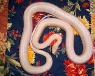 Pepper 02_2009 003cr.jpg