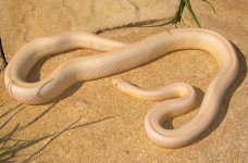 Pepper Blue 10_2009 001cren.jpg