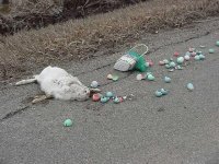 Easter has been cancelled (Small).JPG