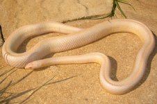 Pepper Blue 10_2009 002cren.jpg