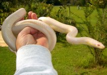 Pepper Blue 10_2009 005cr.jpg