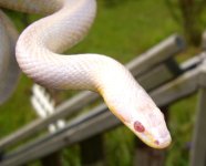 Pepper Blue 10_2009 006cr.jpg