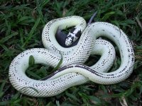 Hi White Cale King - Male 2.jpg