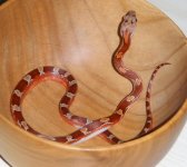 Pa170016 Pied-Sided Bloodred.jpg