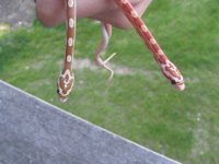 hatchling comparison 2009_1 (1).jpg
