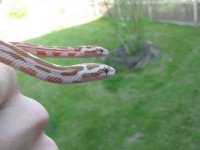 hatchling comparison 2009_1 (2).jpg