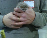 hedgie [1600x1200].jpg