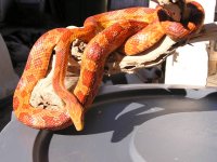 Female Hypo 1.JPG