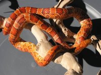Female Hypo 2.JPG