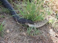 indigo_rattlesnake03.jpg