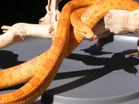 Male Sunglow.JPG