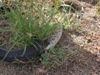 indigo_rattlesnake05.jpg