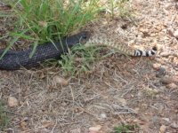 indigo_rattlesnake06.jpg
