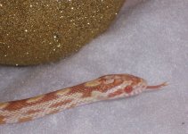Prudy and Missy post shed 033-2.jpg