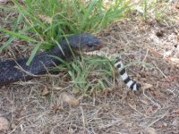 indigo_rattlesnake08.jpg