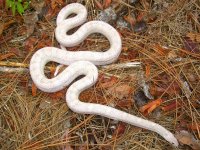 Penelope Arrives Agust_2010cr.jpg