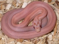 Hypo Lav. Stripe M2.jpg